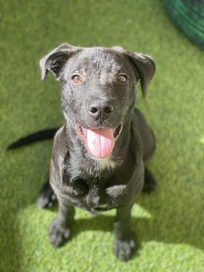 Enlarge Phoenix, a Adoptable mixed breed in Picayune, MS image 3/3