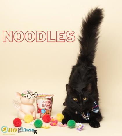 Enlarge Noodles, a Adoptable mixed breed in Fairhope, AL image 1/2