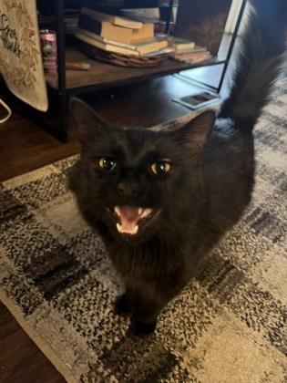 Enlarge Noodles, a Adoptable mixed breed in Fairhope, AL image 2/2