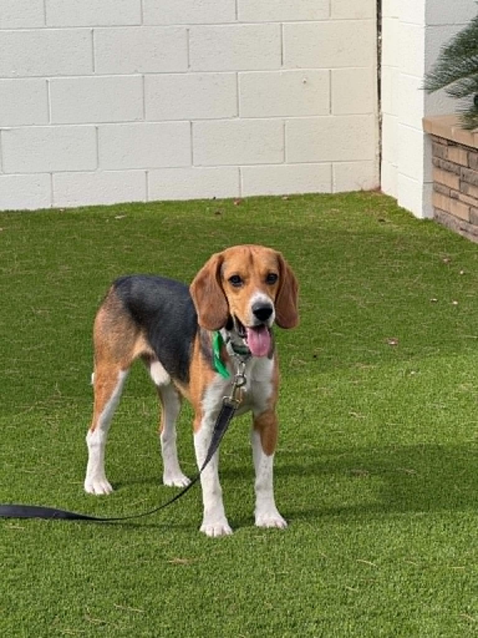 Rhapsody (Jesse james/ JJ), Adopted, Young Male Beagle.