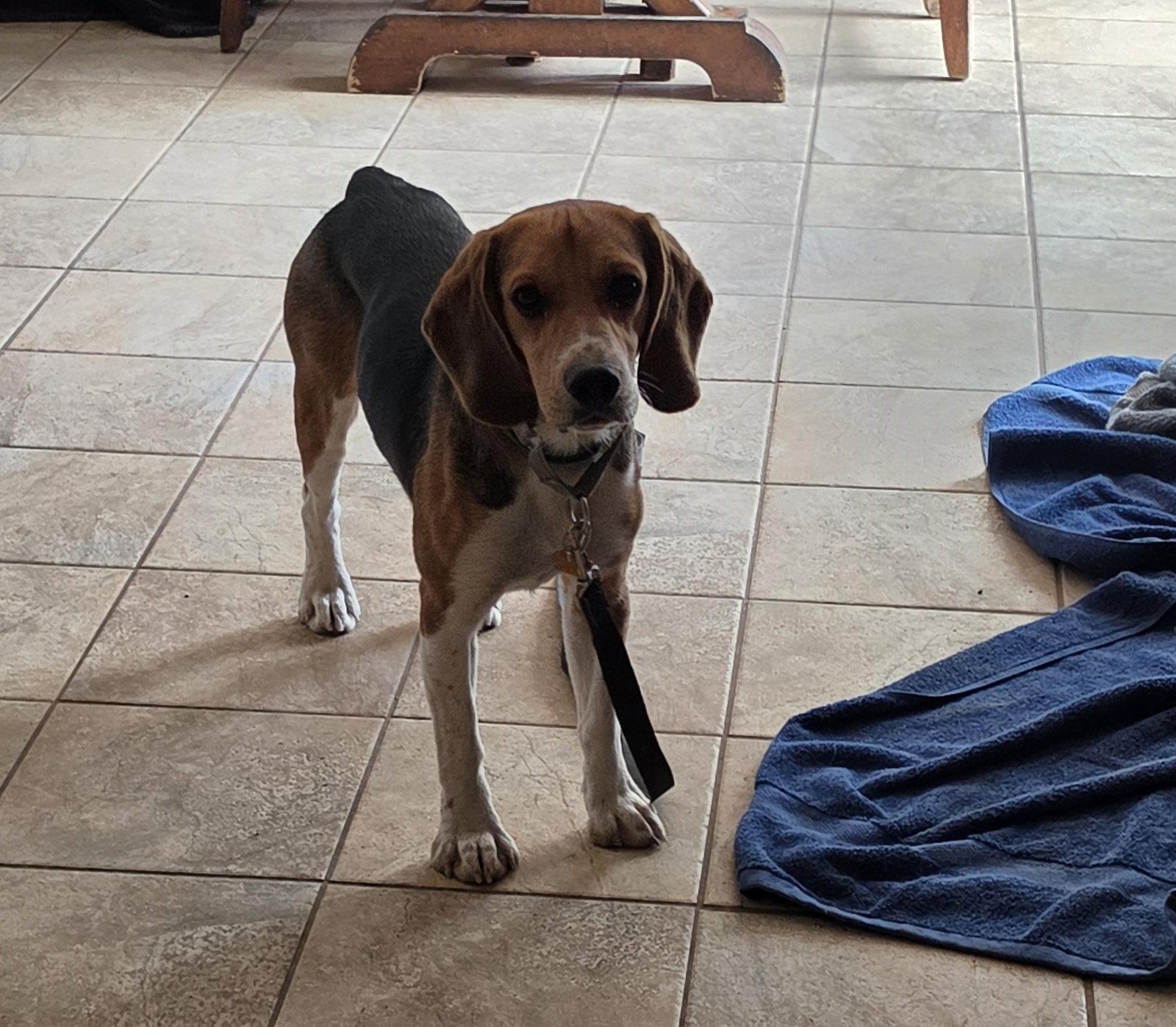 Rhapsody (Jesse james/ JJ), a Adopted Beagle in Las Vegas, NV image 2/3