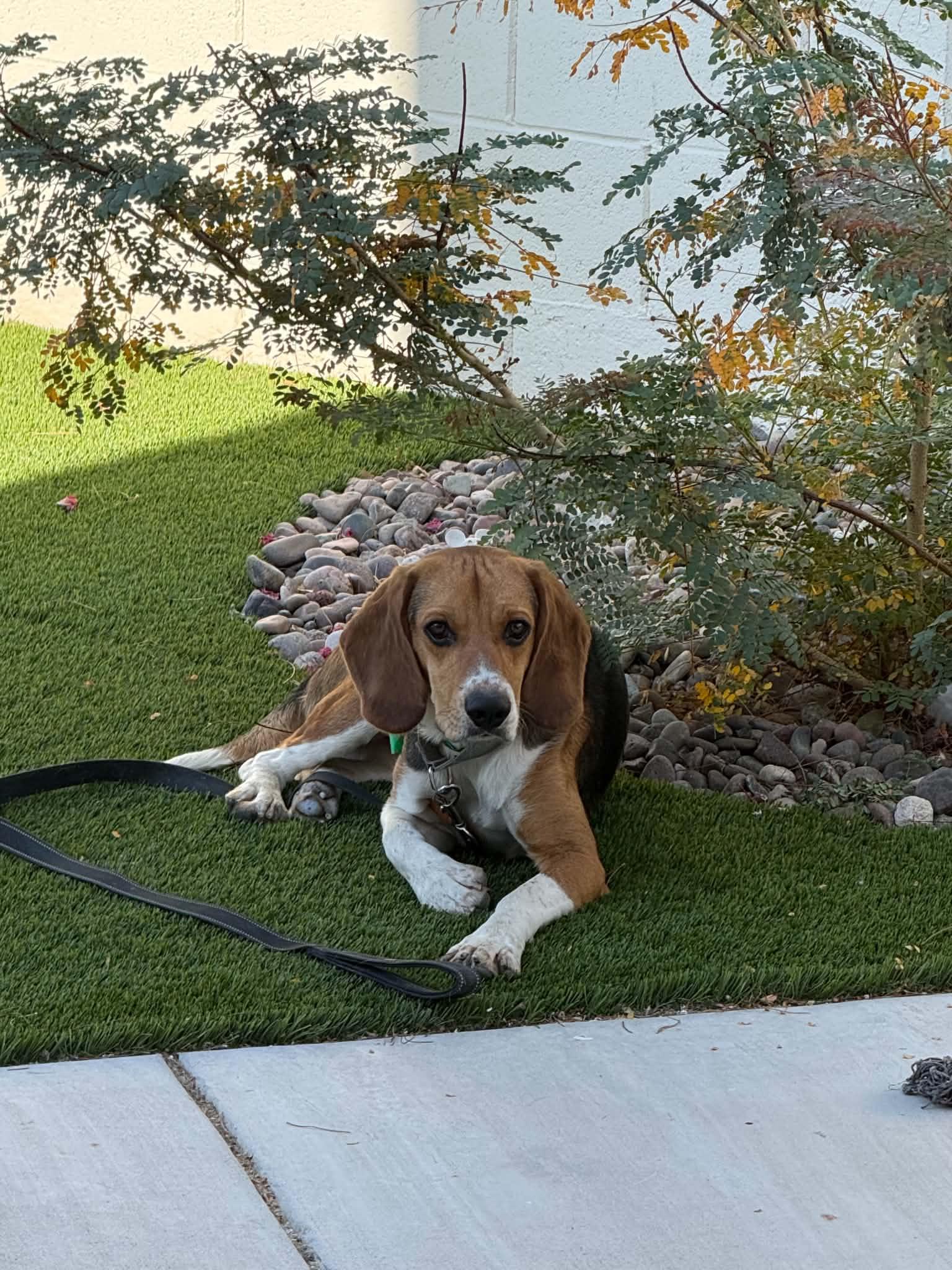 Rhapsody (Jesse james/ JJ), a Adopted Beagle in Las Vegas, NV image 3/3