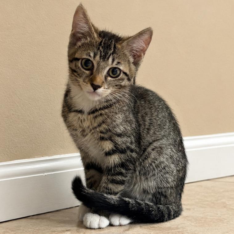 Slinky, Adoptable, Kitten Female Domestic Short Hair.
