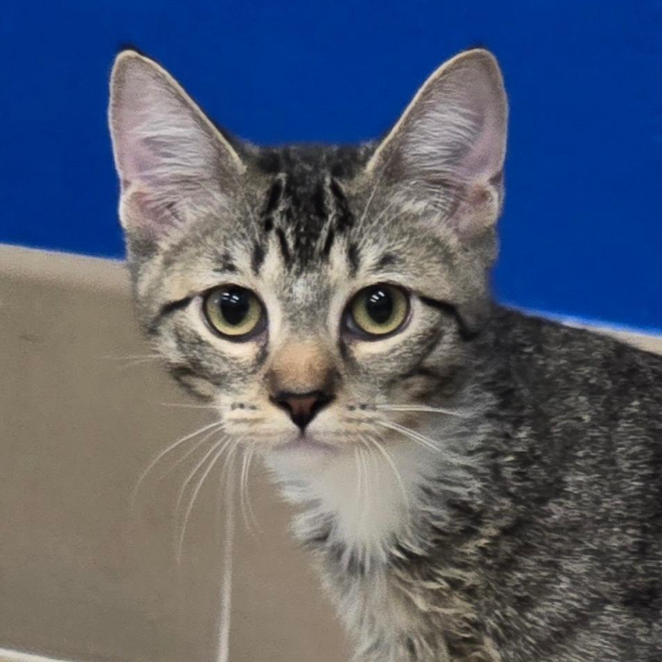 Slinky, a Adoptable Domestic Short Hair in Wickenburg, AZ image 2/2