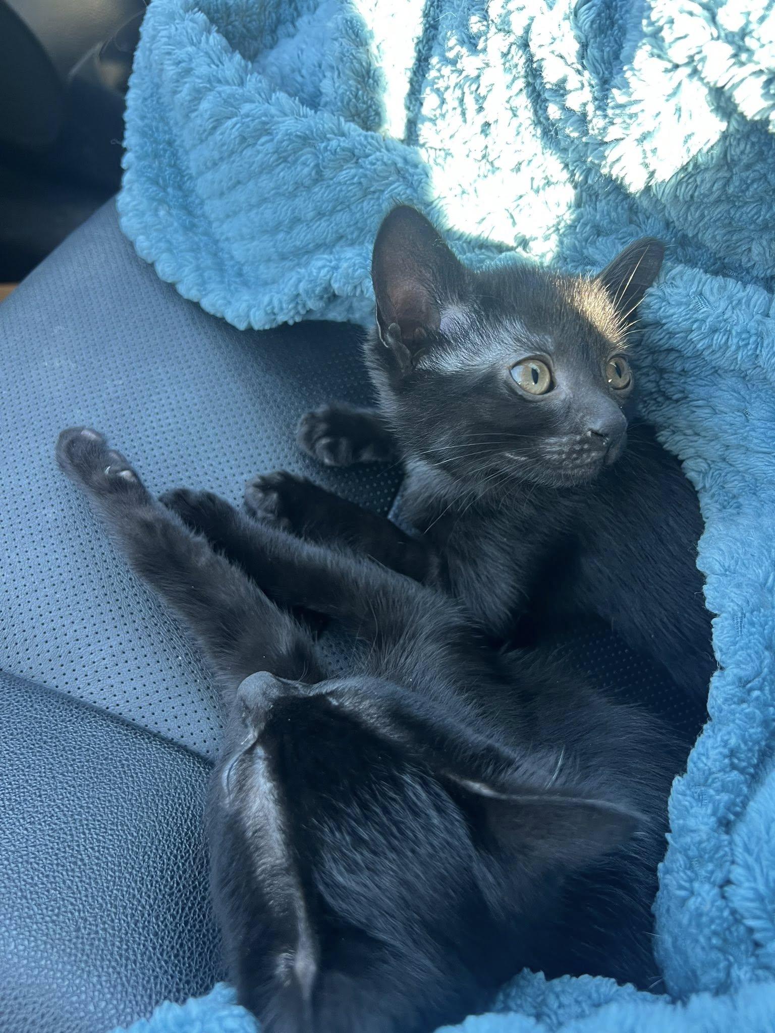 Enlarge Zucchini, a ADOPTABLE Domestic Short Hair in Temple, TX image 1/2
