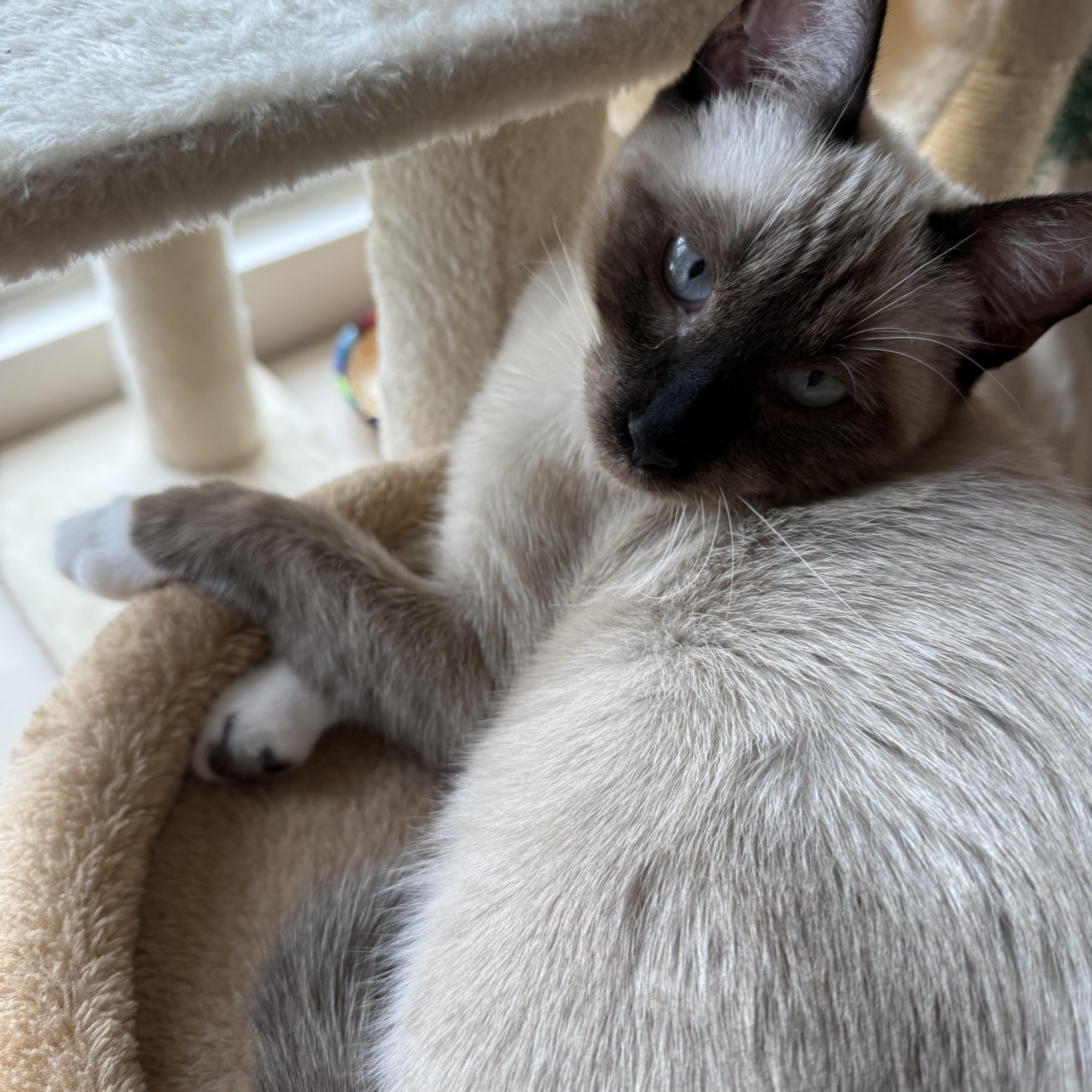 Enlarge Kif, an adopted Domestic Short Hair in Los Angeles, CA image 2/6