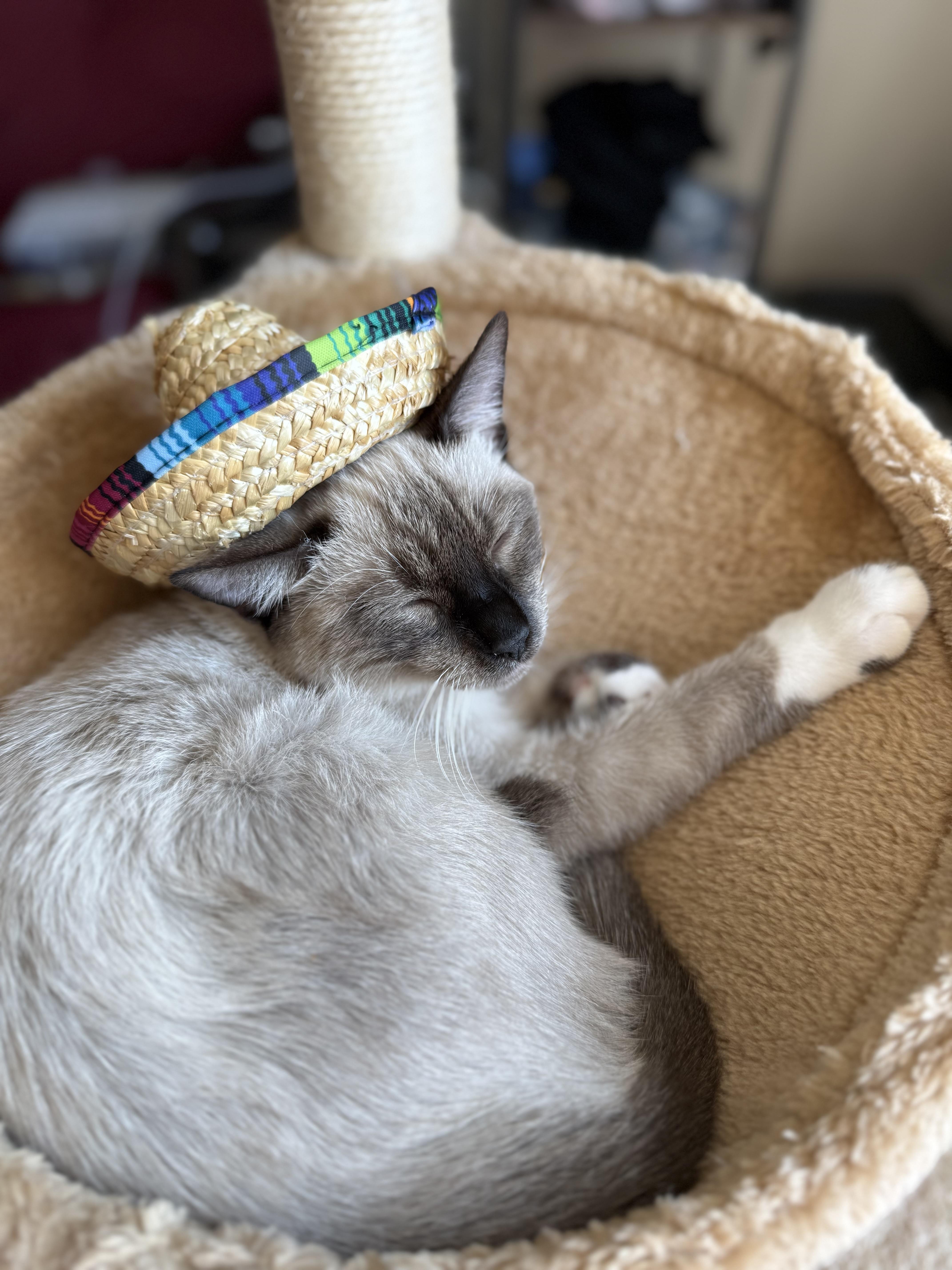 Enlarge Kif, an adopted Domestic Short Hair in Los Angeles, CA image 3/6