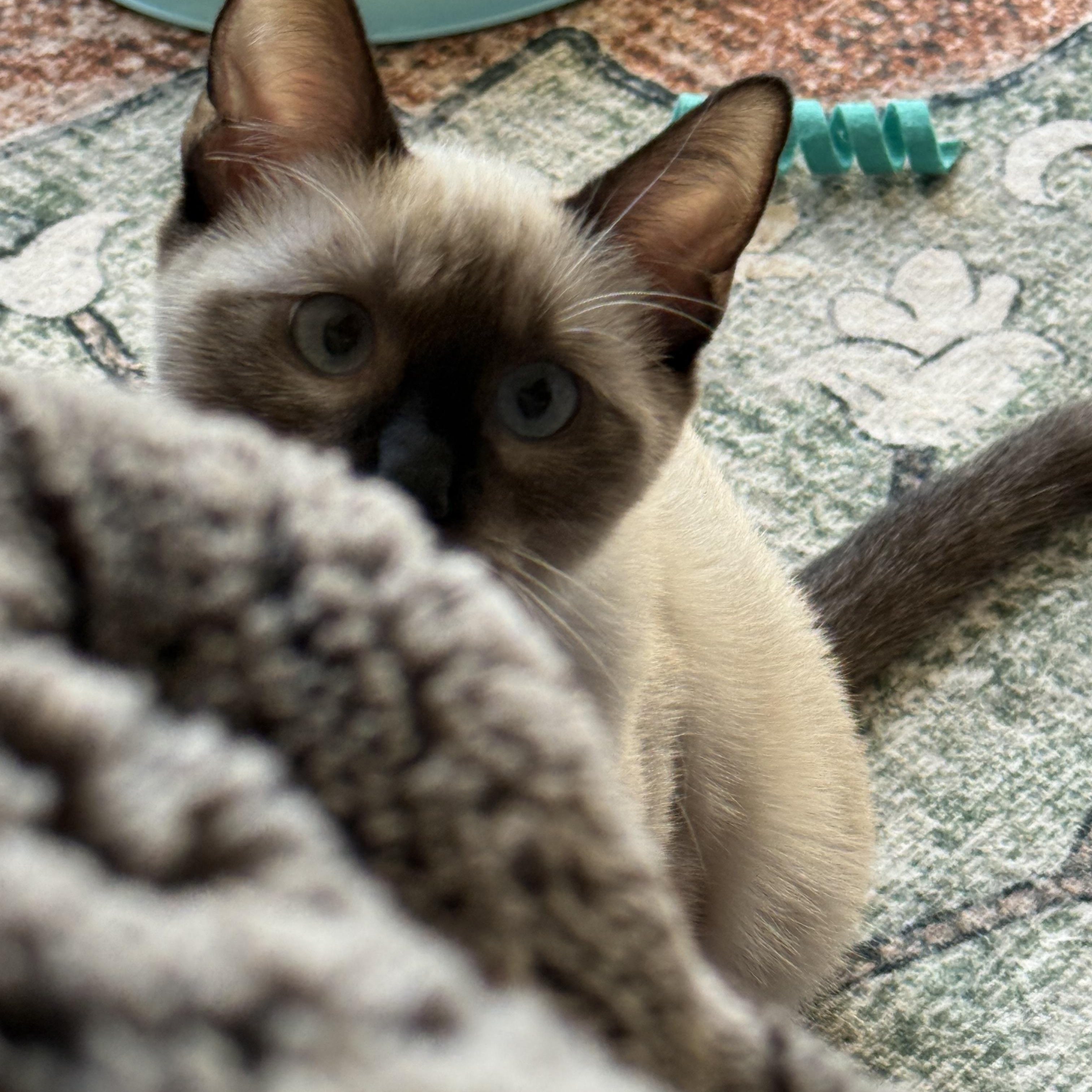 Enlarge Kif, an adopted Domestic Short Hair in Los Angeles, CA image 6/6