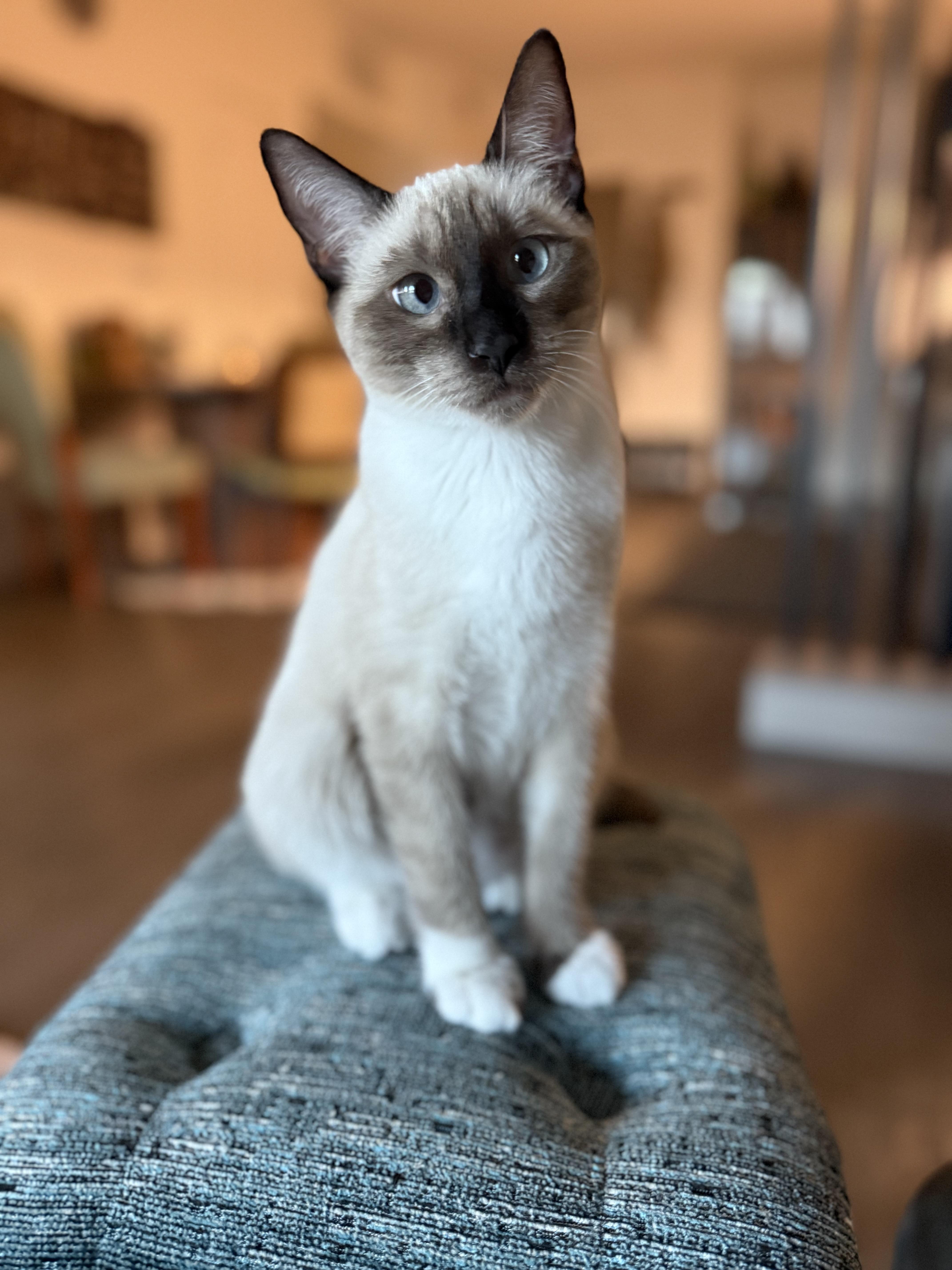Enlarge Kif, an adopted Domestic Short Hair in Los Angeles, CA image 1/6