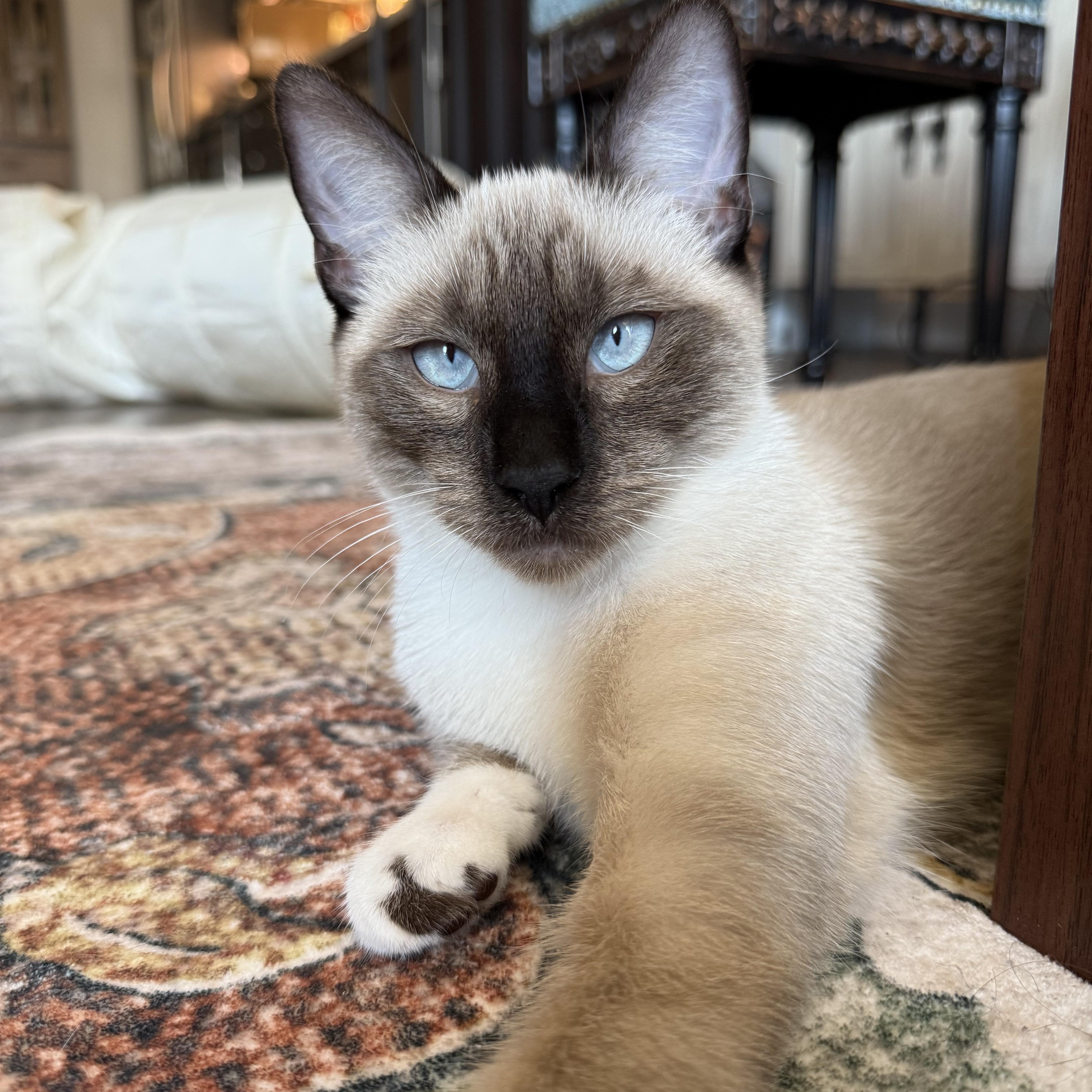Enlarge Kif, an adopted Domestic Short Hair in Los Angeles, CA image 5/6