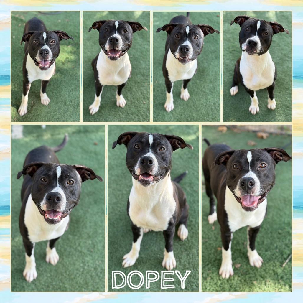 Dopey, Adoptable, Adult Male Pit Bull Terrier.