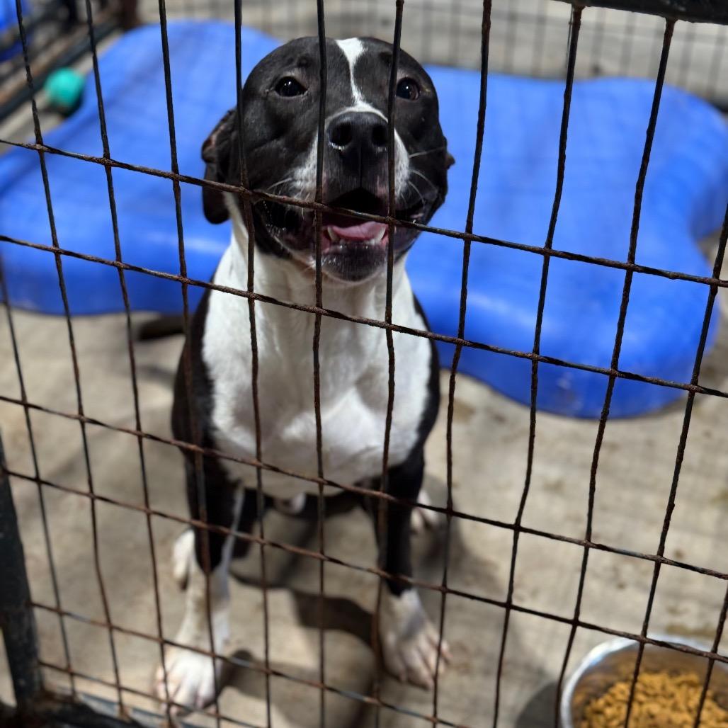 Dopey, Adoptable, Adult Male Pit Bull Terrier.