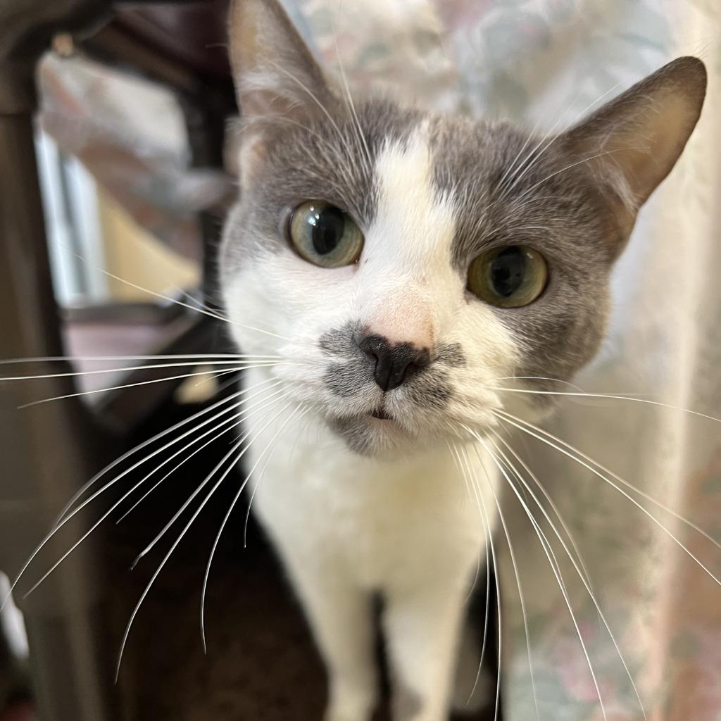 Cindy, Adoptable, Adult Female Domestic Short Hair.