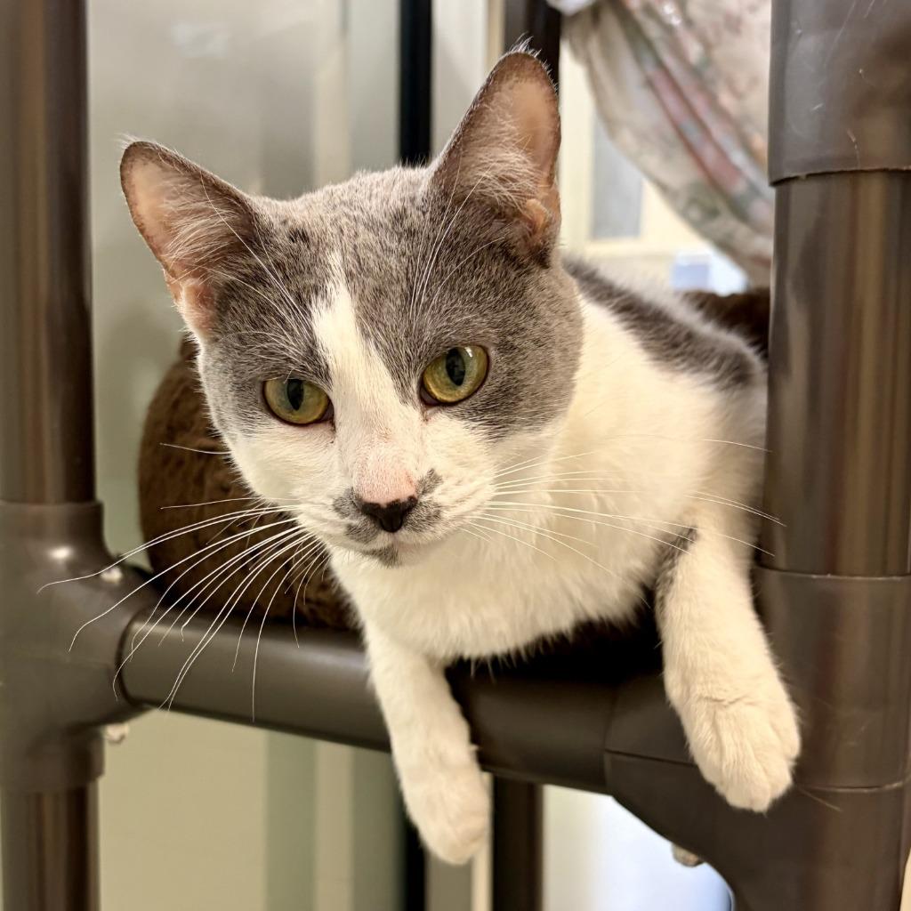 Enlarge Cindy, a Adoptable mixed breed in Columbia, IL image 2/4