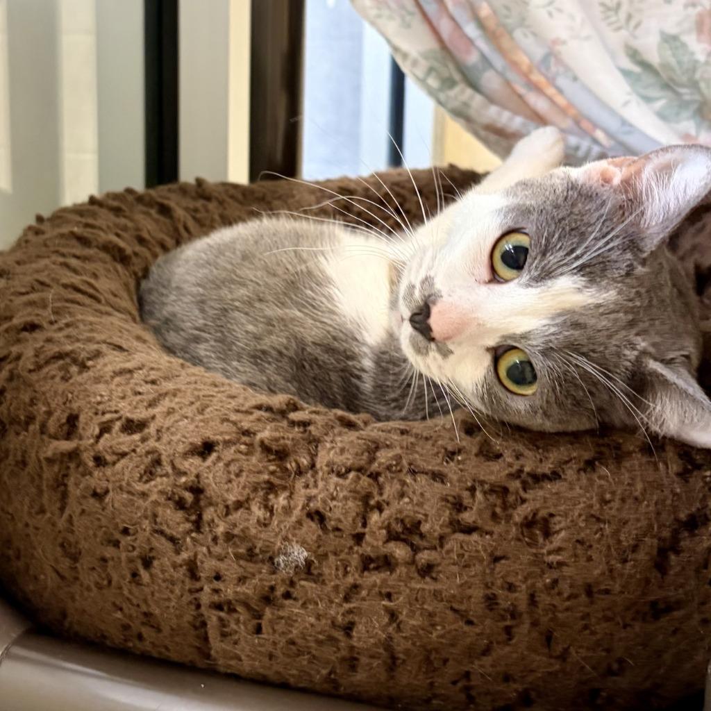 Enlarge Cindy, a Adoptable mixed breed in Columbia, IL image 4/4