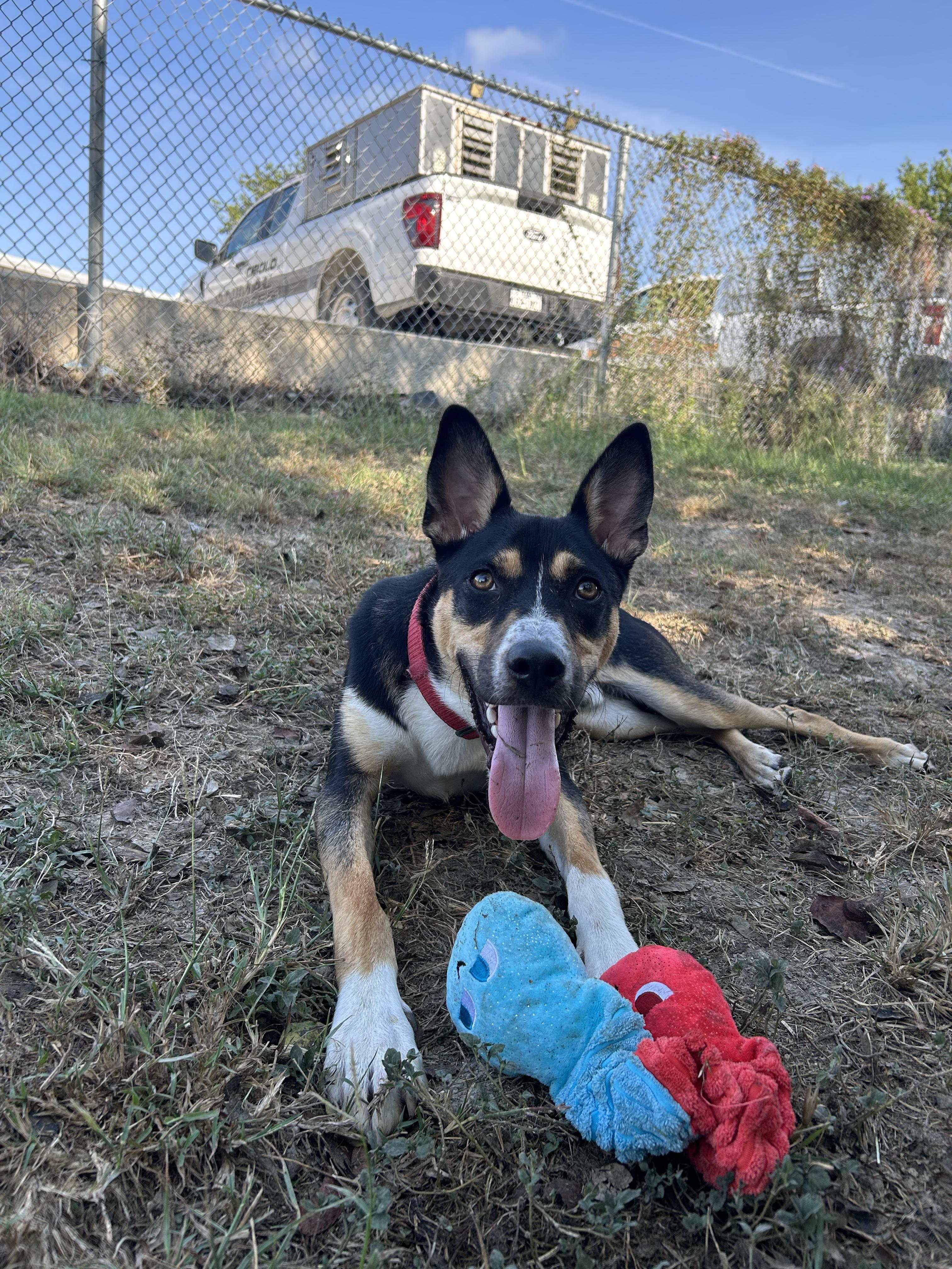 Enlarge Asiago, a Adoptable mixed breed in Cibolo, TX image 1/4