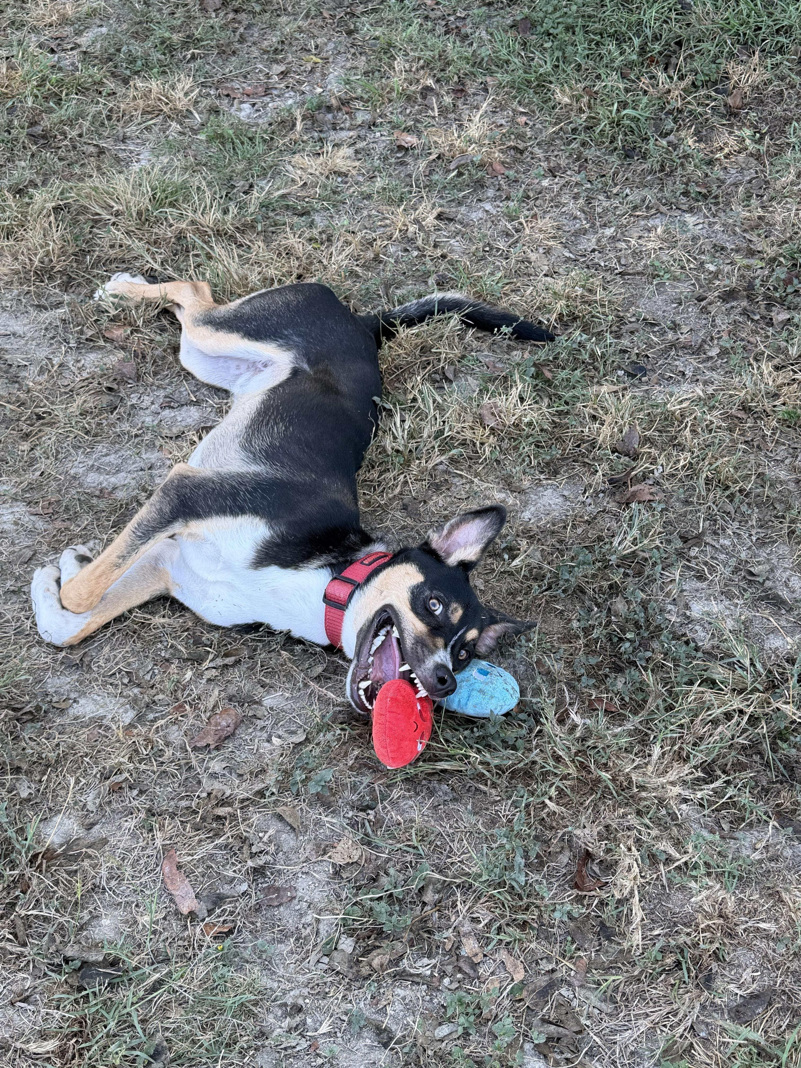 Enlarge Asiago, a Adoptable mixed breed in Cibolo, TX image 2/4