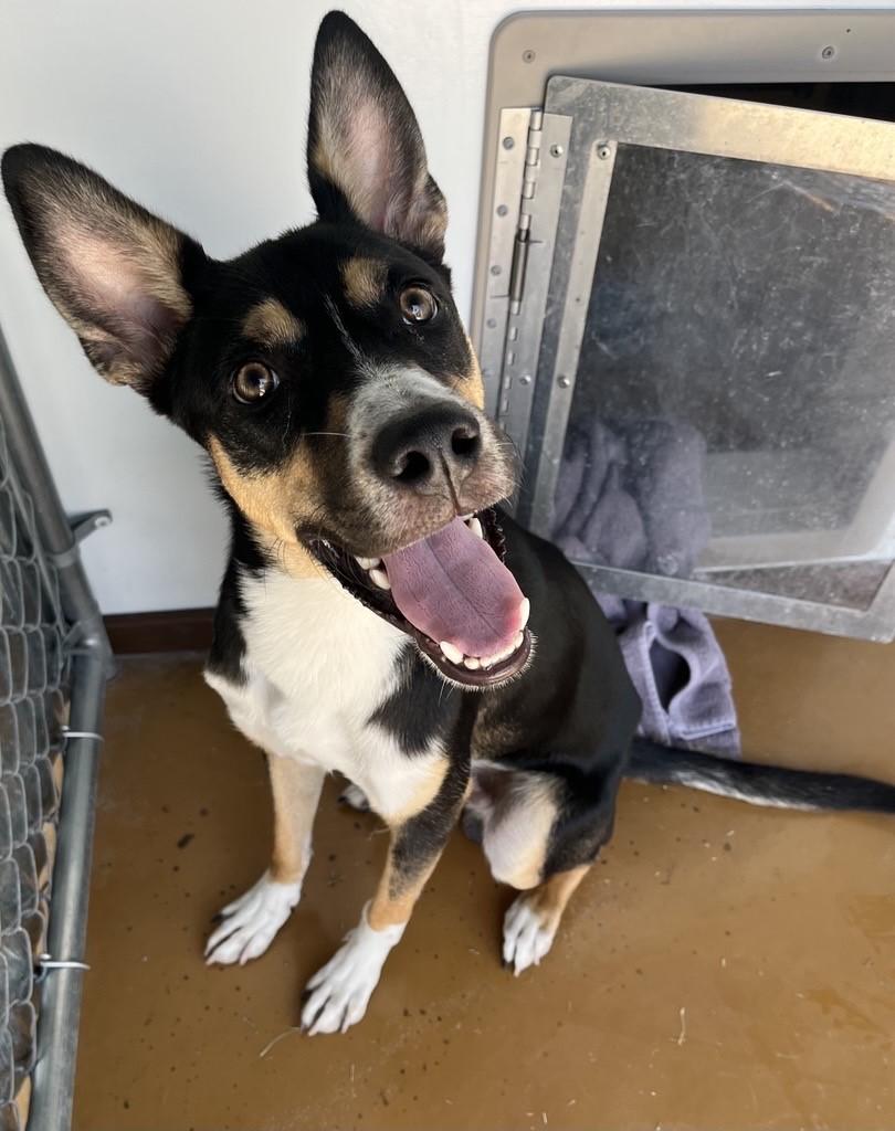 Enlarge Asiago, a ADOPTABLE mixed breed in Cibolo, TX image 1/2
