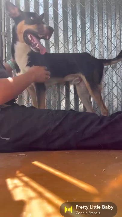 Enlarge Asiago, a ADOPTABLE mixed breed in Cibolo, TX video 2/2