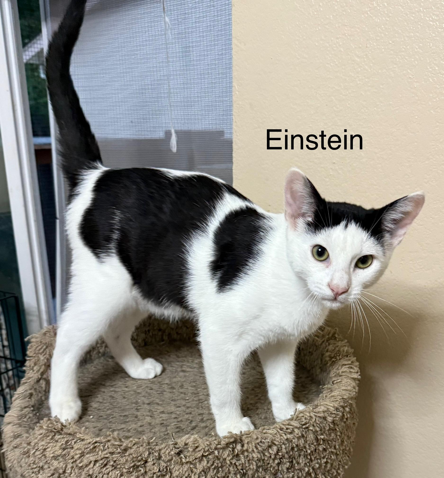 Einstein