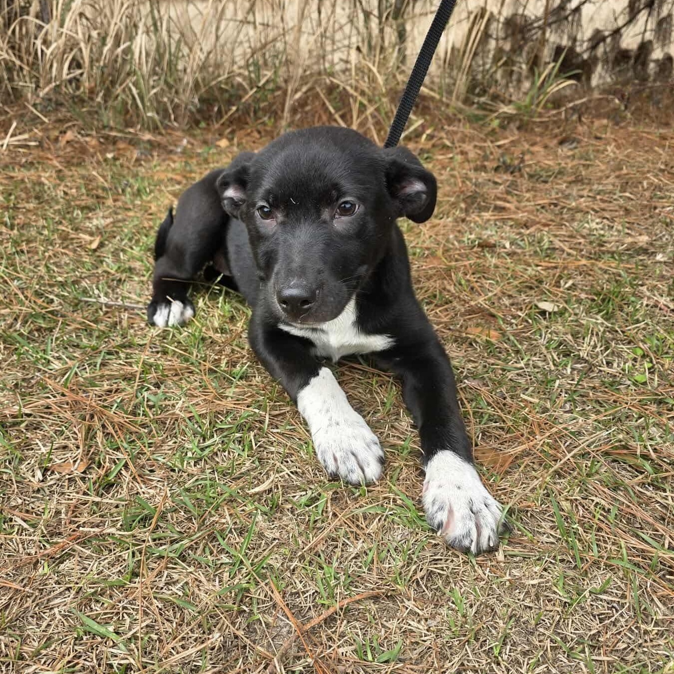 Keena, Adoptable, Puppy Female Labrador Retriever.