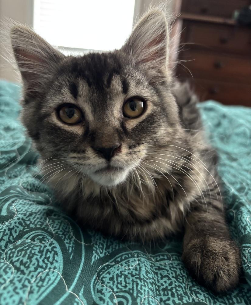 Grace, Adoptable, Kitten Female Domestic Long Hair & Tabby.