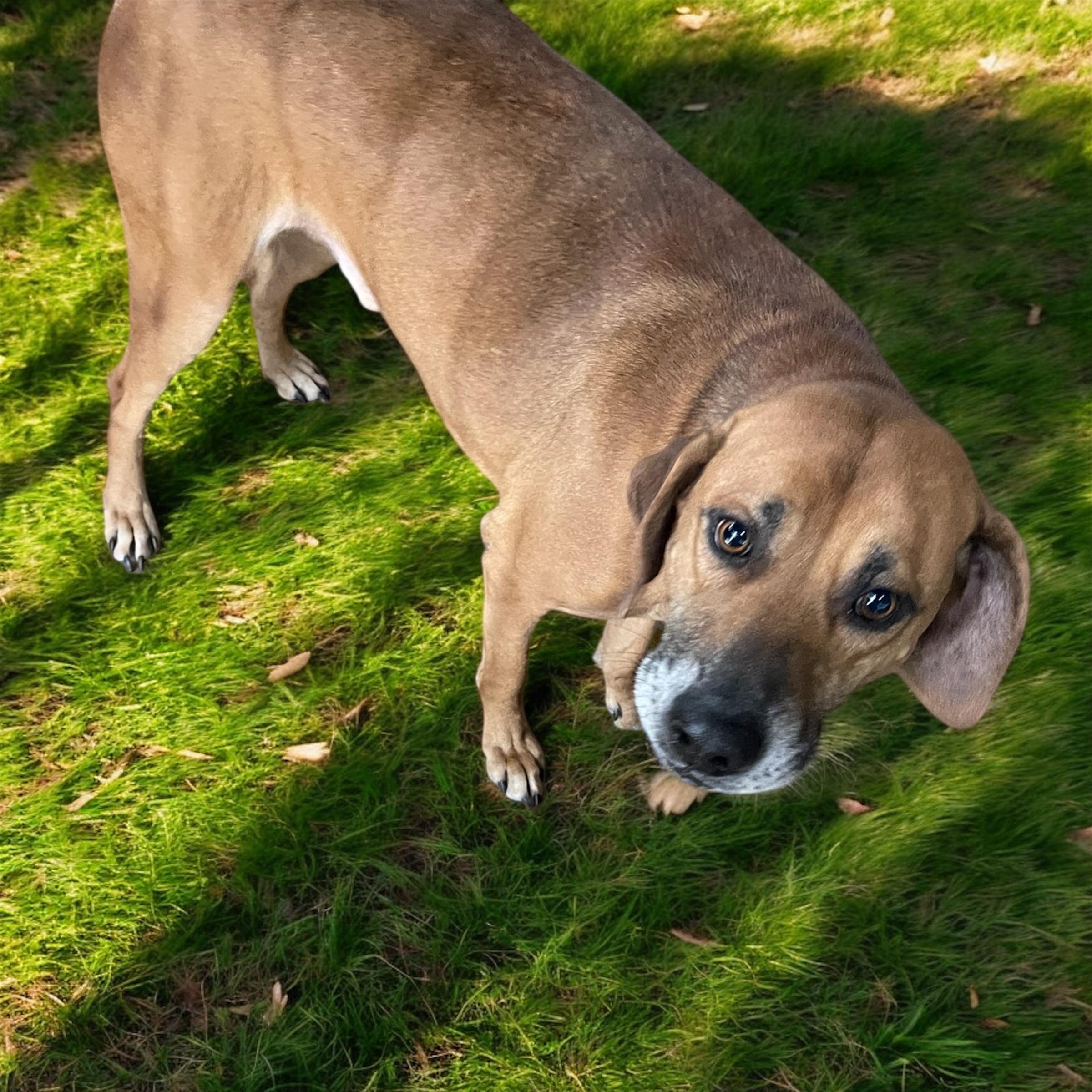 Enlarge Tucker, a Adoptable mixed breed in Kenedy, TX image 3/4