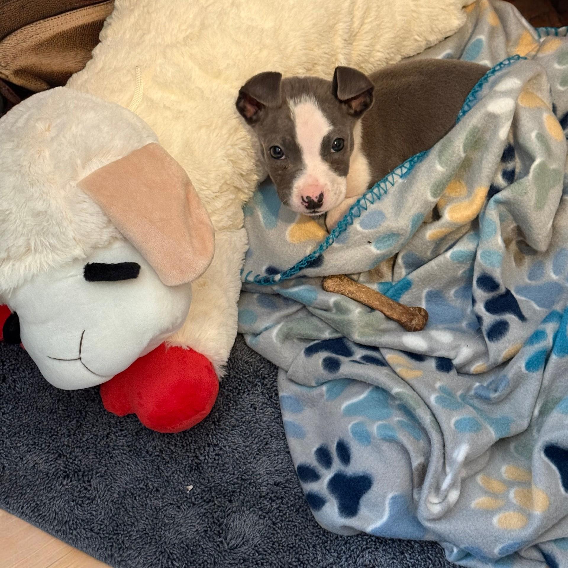 Enlarge Kali, an adoptable mixed breed in Chesnee, SC image 3/4