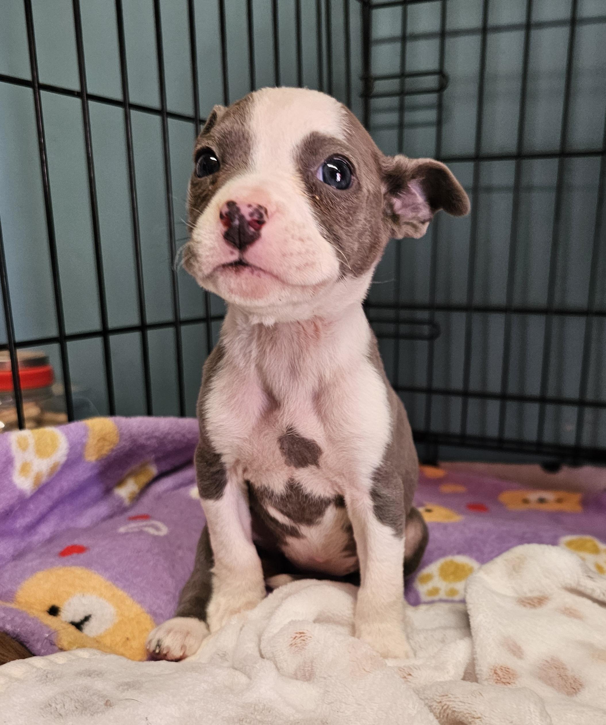 Enlarge Kali, an adoptable mixed breed in Chesnee, SC image 4/4