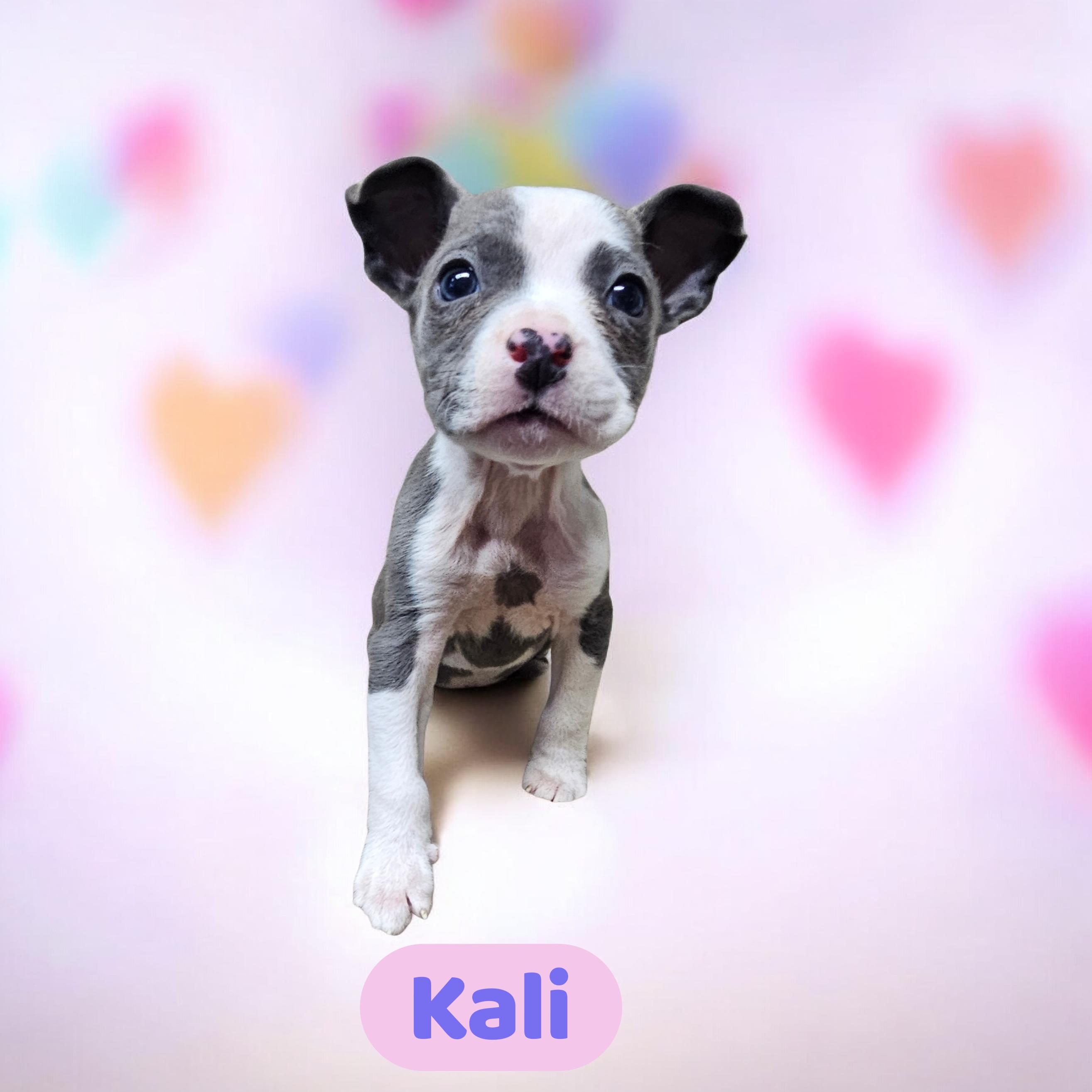 Kali, adopted, Puppy Female Boxer.