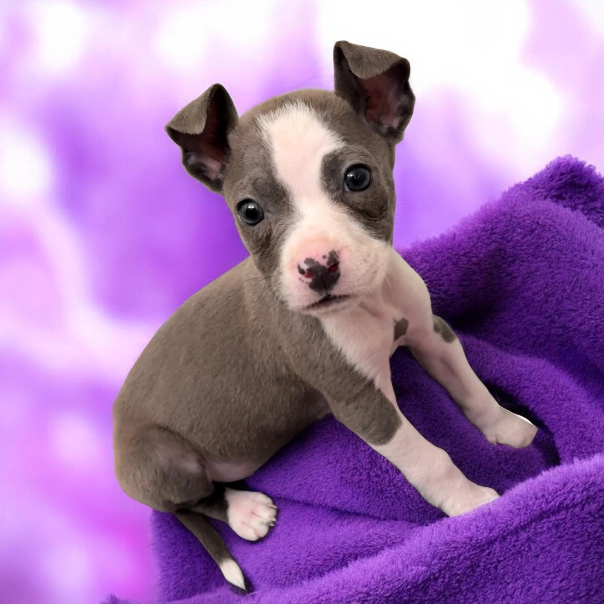 Enlarge Kali, an adoptable mixed breed in Chesnee, SC image 1/4