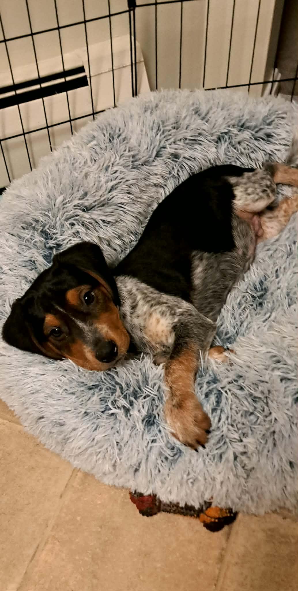 ADVENT, Adoptable, Young Male Bluetick Coonhound.