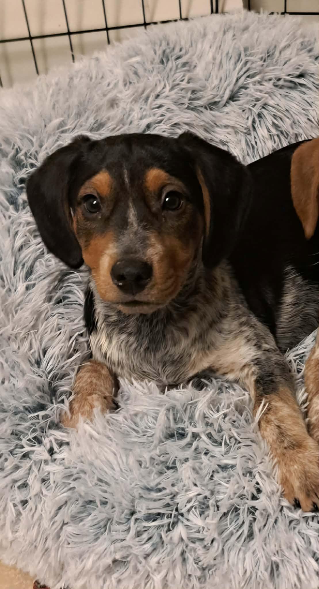 Enlarge ADVENT, a Adoptable Bluetick Coonhound in Pomfret Center, CT image 3/3