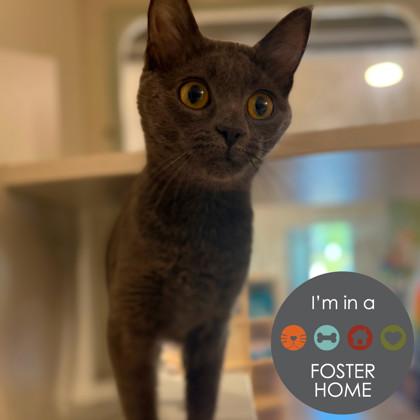 Gypsy, Adoptable, Young Female Domestic Short Hair.