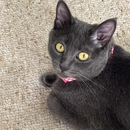 Enlarge Gypsy, a Adoptable Domestic Short Hair in Janesville, WI image 2/2