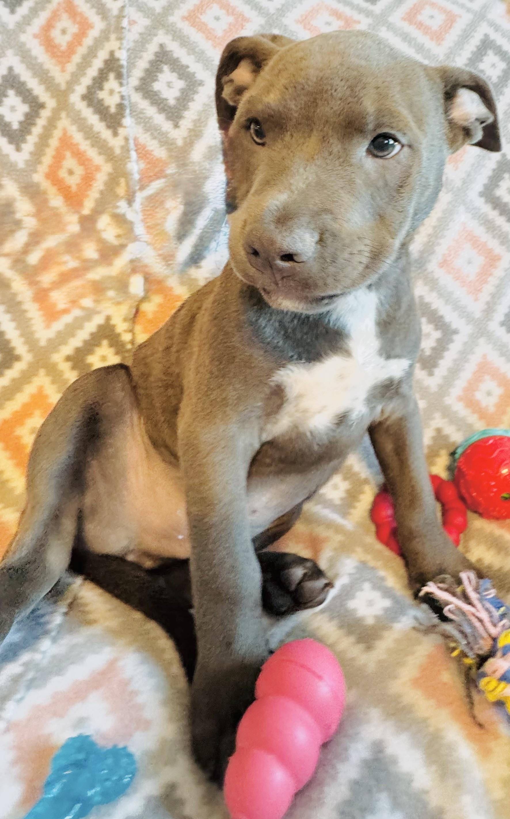 Mark, a Adopted mixed breed in San Antonio, TX image 1/5