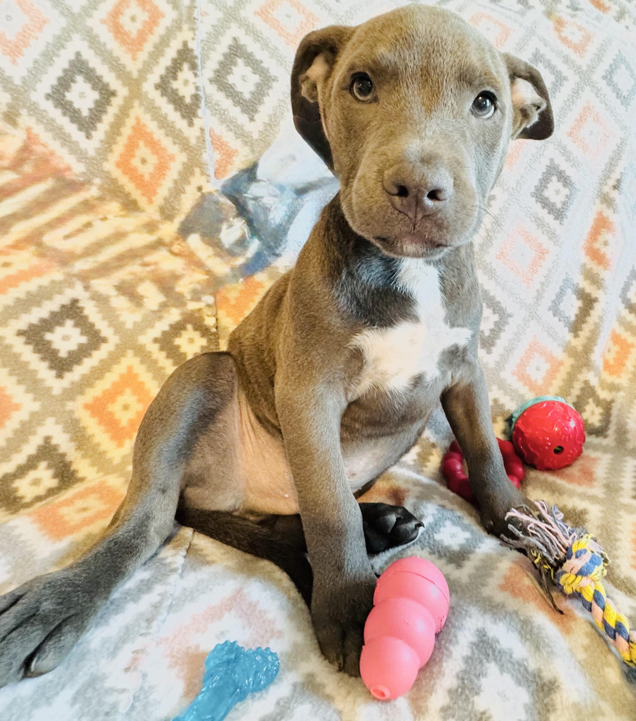 Mark, a Adopted mixed breed in San Antonio, TX image 5/5