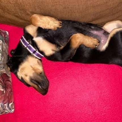 Enlarge Scout, a ADOPTABLE mixed breed in McHenry, IL image 5/5