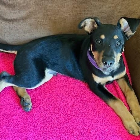 Scout, ADOPTABLE, Puppy Male Terrier.