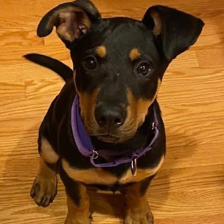 Enlarge Scout, a ADOPTABLE mixed breed in McHenry, IL image 4/5