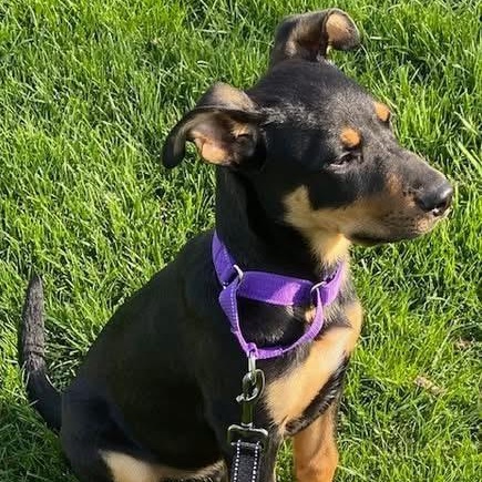 Enlarge Scout, a ADOPTABLE mixed breed in McHenry, IL image 2/5