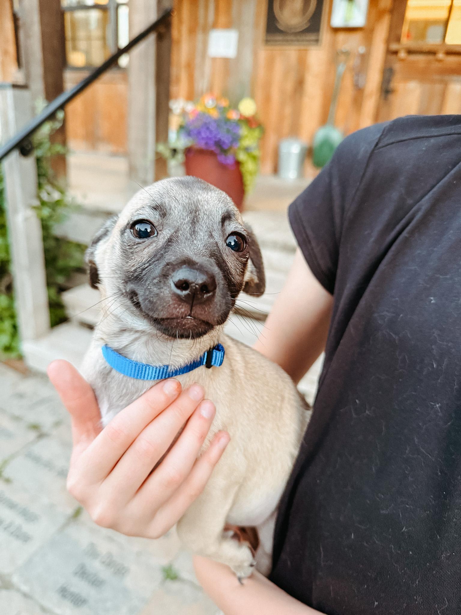 Truffle, Baby Female Chihuahua