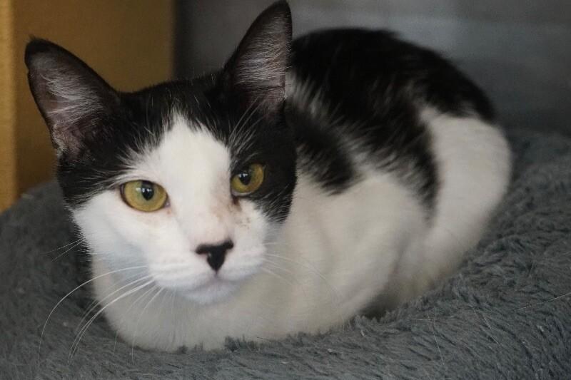 Mabel, Adoptable, Adult Female Domestic Short Hair.