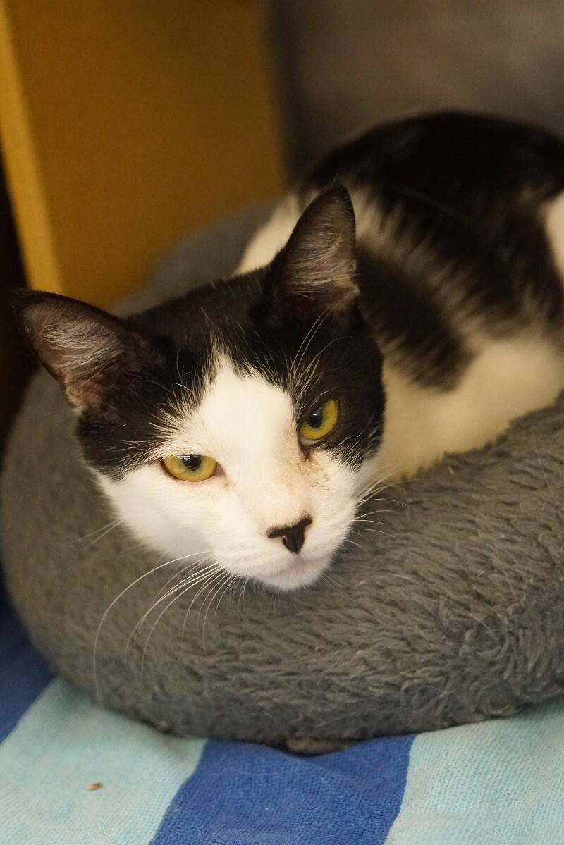 Mabel, a Adoptable Domestic Short Hair in Colmar, PA image 2/4