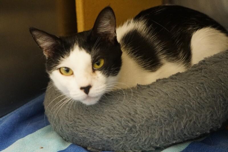 Mabel, a Adoptable Domestic Short Hair in Colmar, PA image 3/4