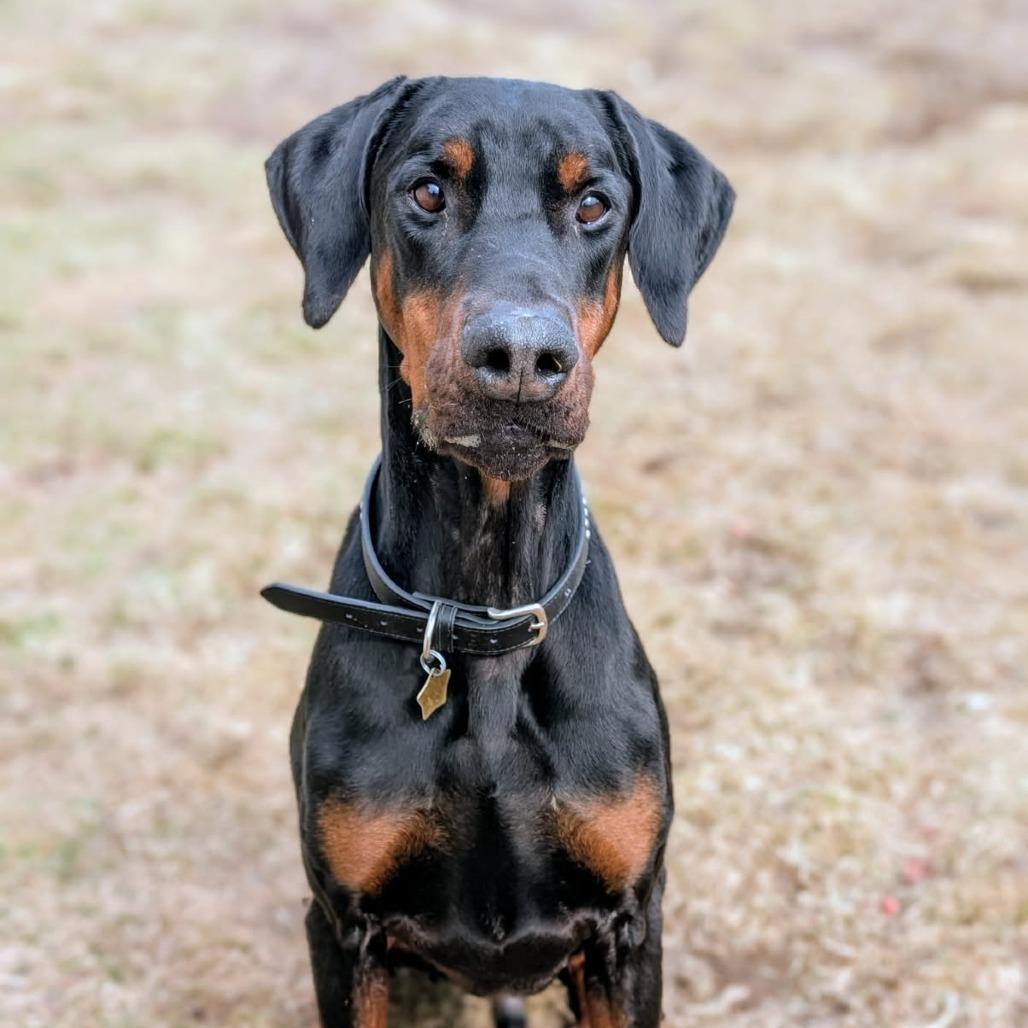 7788 Hudson, Adoptable, Adult Male Doberman Pinscher.