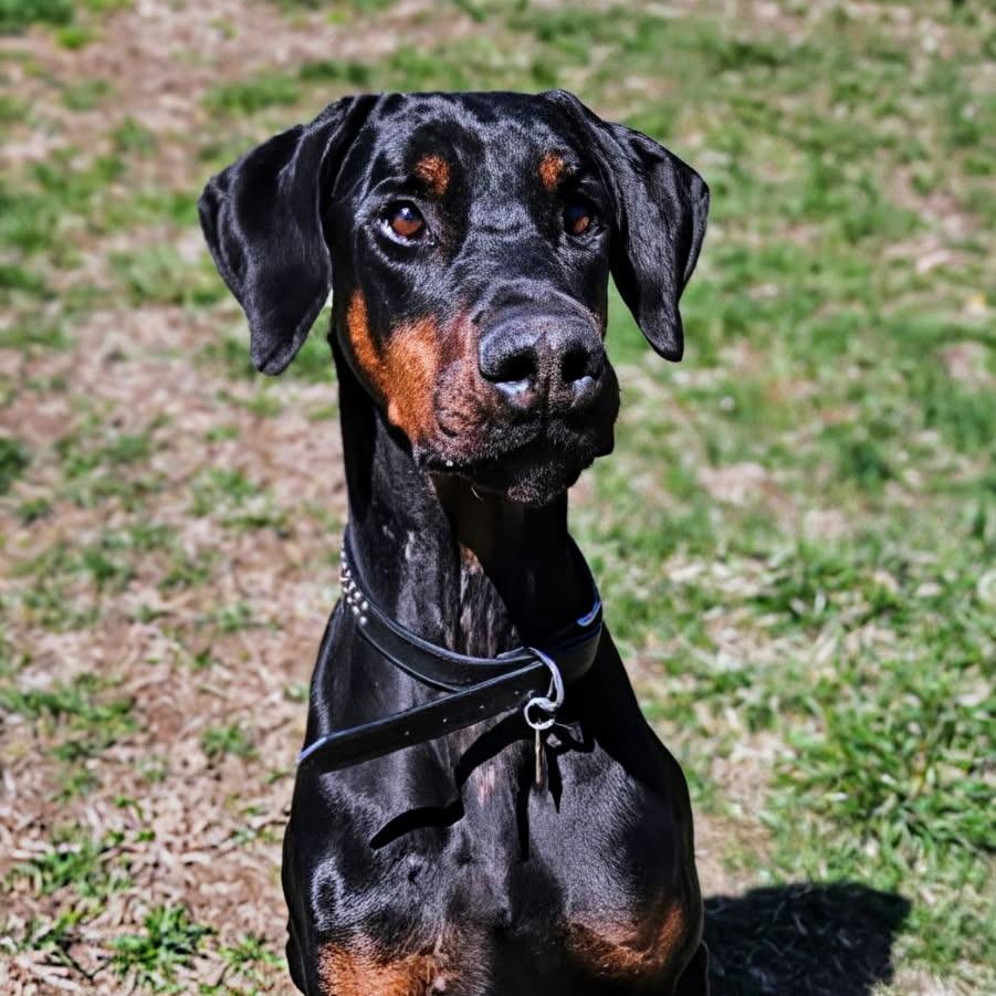 Enlarge 7788 Hudson, a Adoptable Doberman Pinscher in Sandown, NH image 3/5