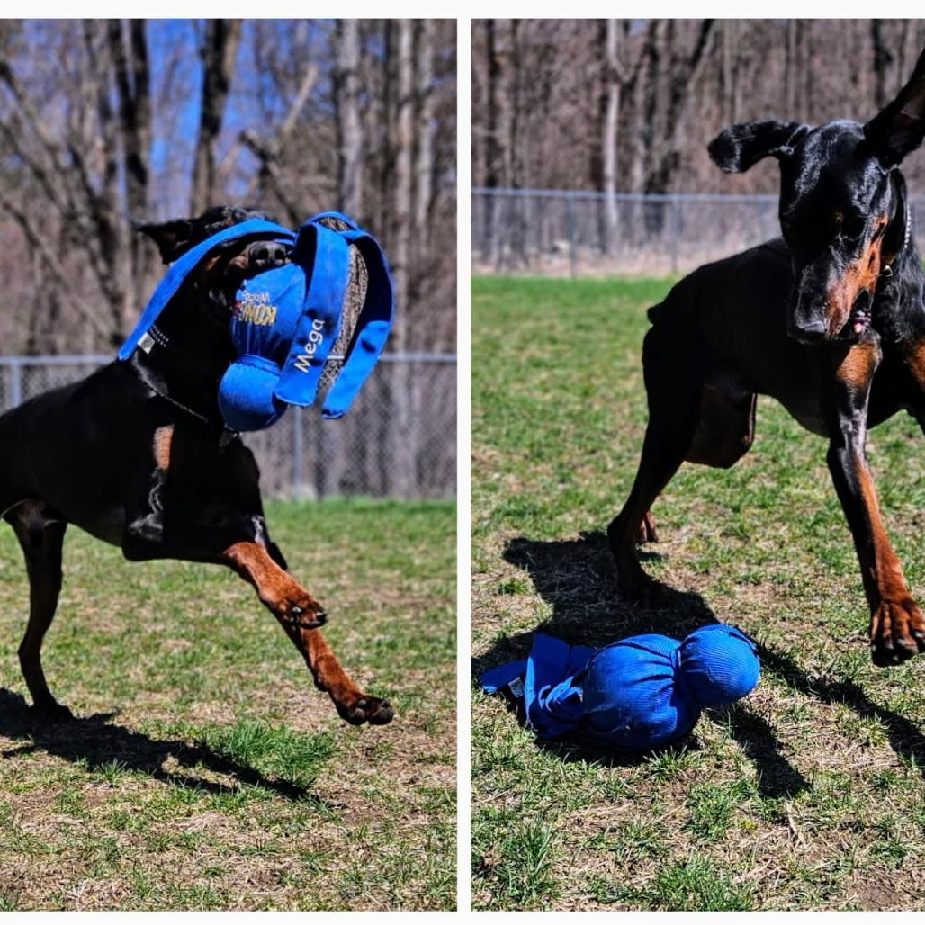 Enlarge 7788 Hudson, a Adoptable Doberman Pinscher in Sandown, NH image 4/5