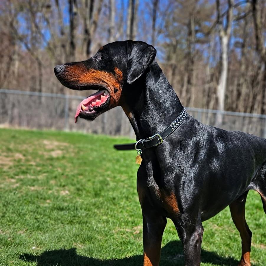 Enlarge 7788 Hudson, a Adoptable Doberman Pinscher in Sandown, NH image 5/5