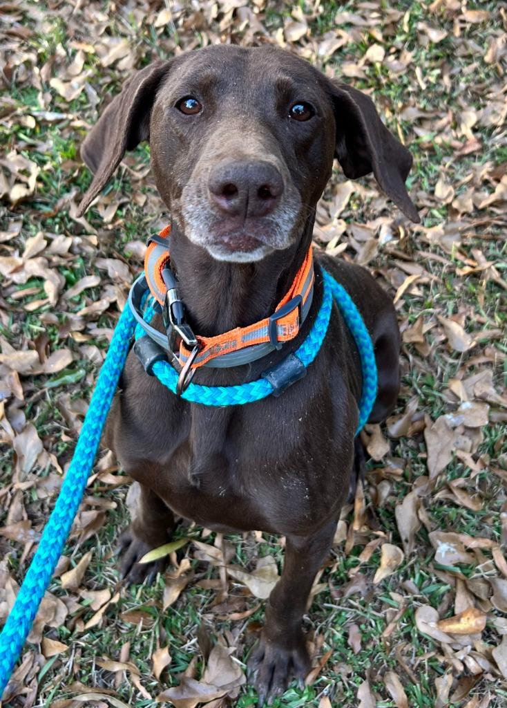 Truffle, Adoptable, Adult Female German Shorthaired Pointer.